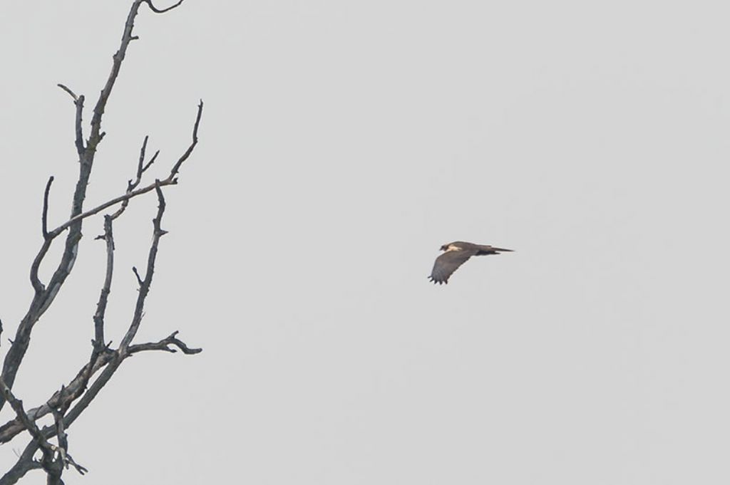 ID Rapace:  Falco di palude (Circus aeruginosus), femmina